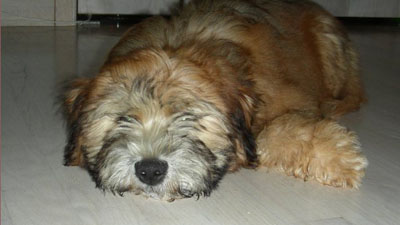 finnegan