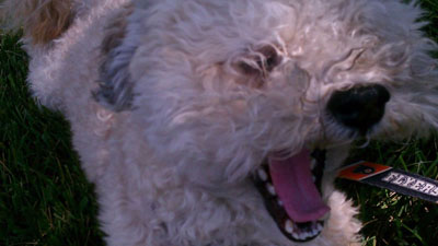 hurley