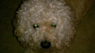 toby
