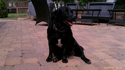 picture of 2 dogs in house