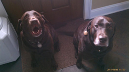 picture of dogs sassy and sophie